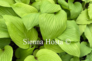 Hosta 'German Yellow Dragon'