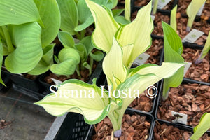 Hosta 'Sails Ho'