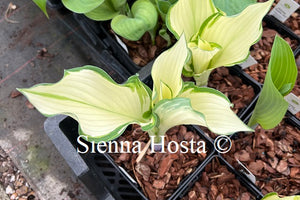 Hosta 'Sails Ho'