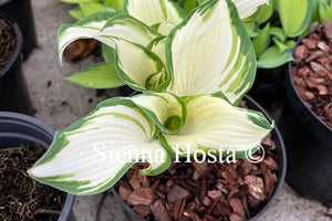 Hosta 'Snowberry Muffin'