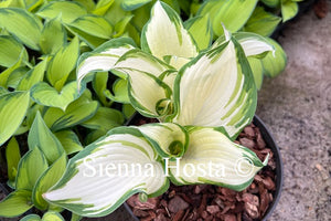 Hosta 'Snowberry Muffin'