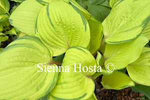 Hosta 'Summer Smile'