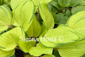 Hosta 'Summer Smile'