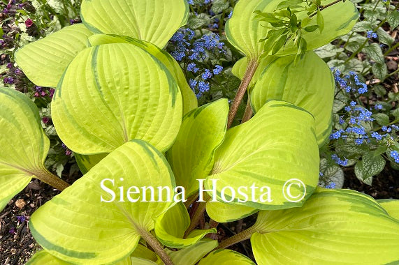 Hosta 'Summer Smile'