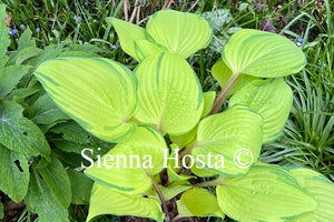 Hosta 'Summer Smile'