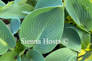 Hosta 'Blue Cherub'