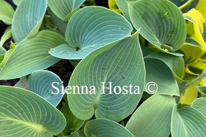 Hosta 'Blue Cherub'