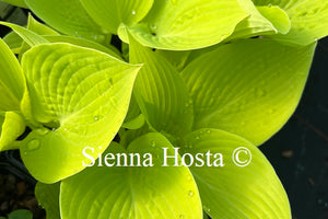 Hosta 'Early Times'