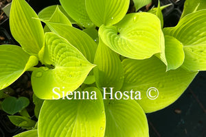 Hosta 'Early Times'