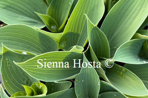 Hosta 'Happiness'