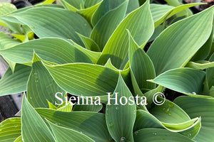 Hosta 'Happiness'