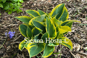 Hosta 'First Frost'