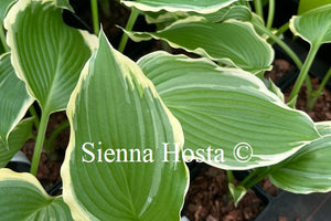 Hosta 'Dancing Hero'