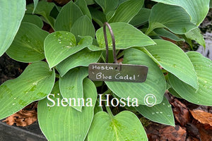 Hosta 'Blue Cadet'