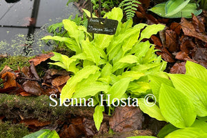 Hosta 'Dragon Tails'