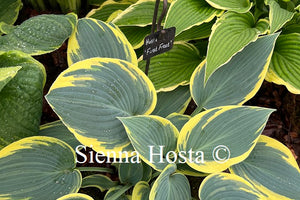 Hosta 'First Frost'