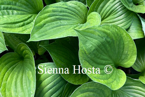 Hosta 'Greatest Hulk'