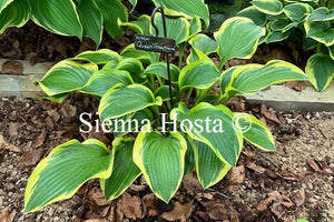 Hosta 'Queen Josephine'