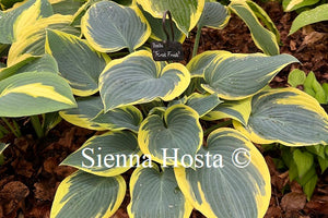 Hosta 'First Frost'