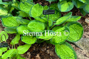 Hosta 'Rainforest Sunrise'