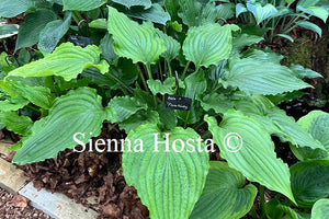 Hosta 'Plum Nutty'