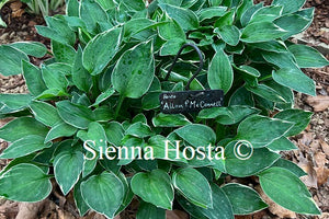 Hosta 'Allan McConnell'