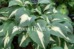 Hosta 'Night Before Christmas'