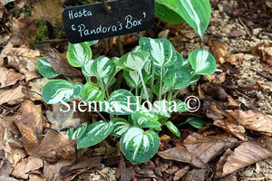 Hosta 'Pandora's Box' - Sienna Hosta