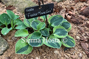 Hosta 'Frosted Mouse Ears'