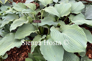 Hosta 'Beckoning'