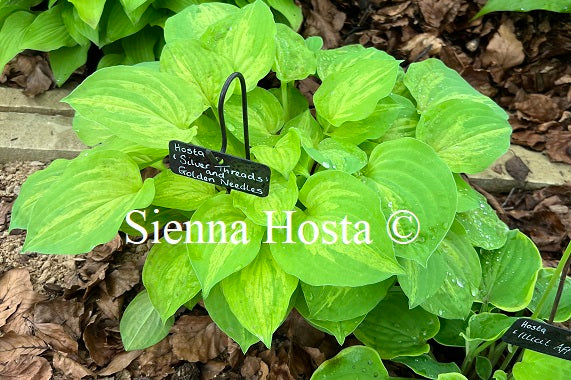 Hosta 'Silver Threads and Golden Needles' - Sienna Hosta