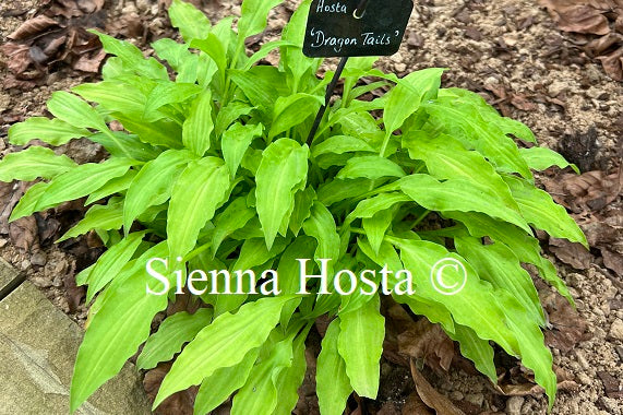 Hosta 'Dragon Tails'