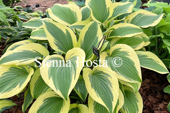 Hosta 'Percy'