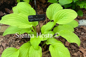 Hosta 'Ogon Tsushima'