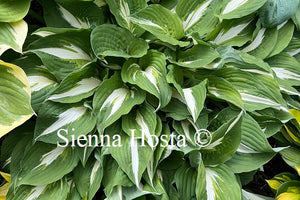 Hosta 'Night Before Christmas'