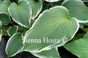 Hosta 'Dancing Hero'