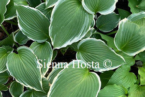 Hosta 'Dancing Hero'