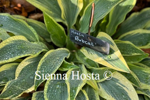 Hosta 'Bobcat'