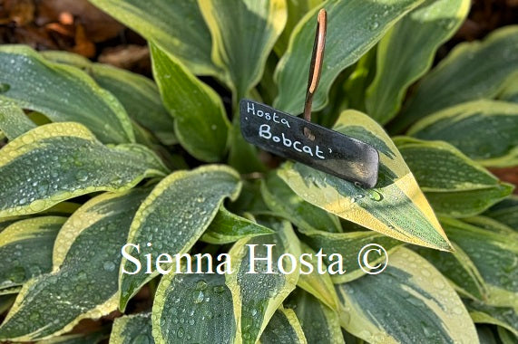 Hosta 'Bobcat'