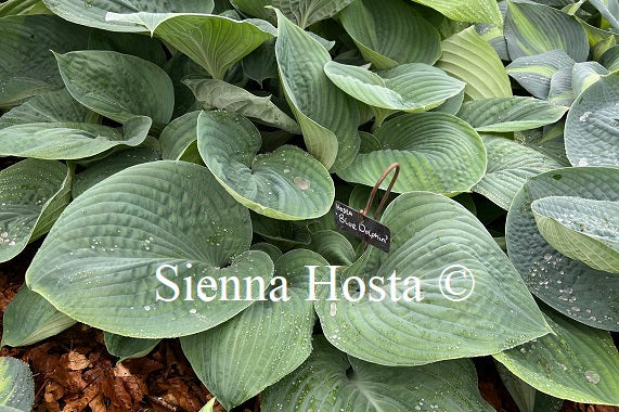 Hosta 'Blue Dolphin'