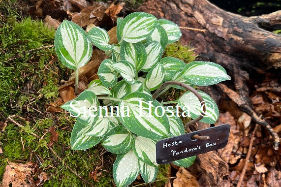 Hosta 'Pandora's Box' - Sienna Hosta