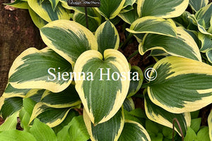 Hosta 'Queen Josephine'