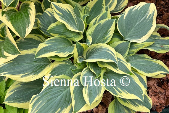 Hosta 'My Claire'