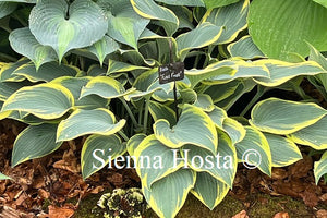 Hosta 'First Frost'