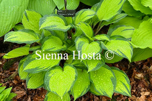 Hosta 'Volcano Island' - Sienna Hosta
