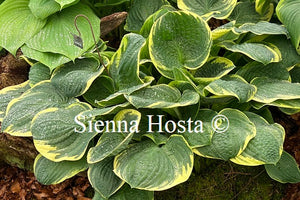 Hosta 'Christmas Tree'