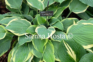 Hosta 'Vibrant Hope'