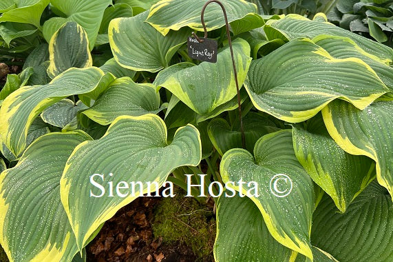 Hosta 'Light Ray'