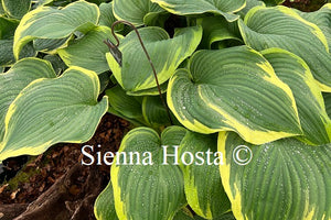Hosta 'Light Ray'
