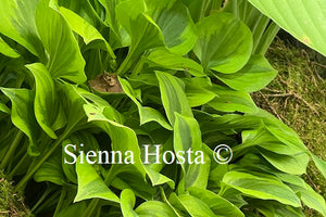 Hosta 'Grand Tiara'
